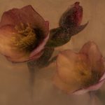 04 Antique Winter Rose