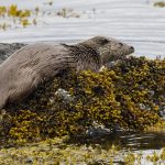 20250624-_L6A8487 Otter