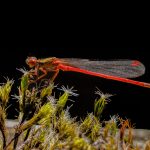 04 Male damselfly
