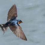_04 Swallow