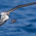 04 White-capped mollymawk (Thalassarche cauta steadi)