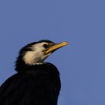 04 _Little Shag in the Late Winter Sun