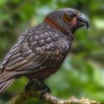 04_Kākā