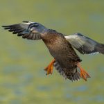 04_Mallard duck