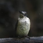 04_Sacred Kingfisher