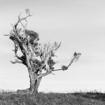 04_Wind-scuplted Akeake