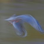 05 Grace in Motion