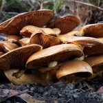 05 Mushrooms