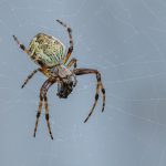 _05 Orb Weaver
