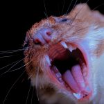 05 Weasel mouth