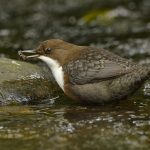 20250926-_L6A7981 Dipper