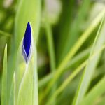 05 blue iris