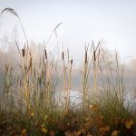 05. Bullrushes
