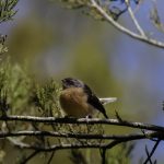 05_ Juvenile Fantail