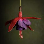 05_Ballerina