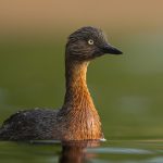 05_Dabchick