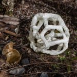 05_Ileodictyon Cibarium