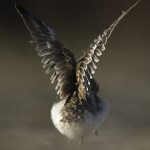 05_Juvenile Banded Dotterel