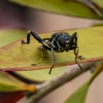 Garden Soldier fly - Exaireta spinigera