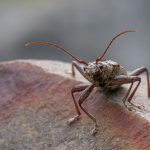 06 Longhorn beetle (Navomorpha stictica)