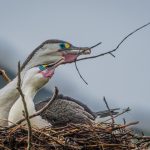 _06 Pied Shags
