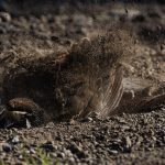 06 Quail Sandbathing in the Sun