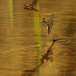 20250922-_L6A6297 Ruddy Darter