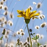 06 beach wildflower