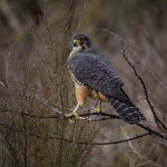 06_ New Zealand Falcon