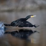 06_Black shag