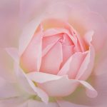 06_Delicacy of a Rose