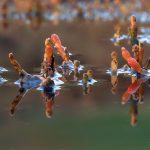Glasswort downsized via new file