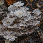 07 A Delicate Canopy A Cluster of Parasol Fungi