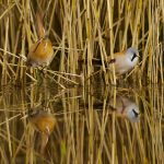 20250924-_L6A5871 Bearded Tit Pair