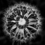 07 - Dandelion