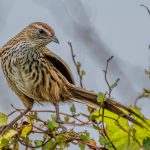 _07 Fernbird