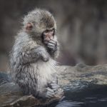 07. Snow Monkey