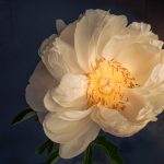07_ Peony