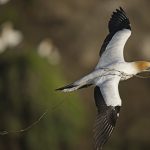 07_Australasian Gannet