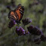 07_Monarch Butterfly