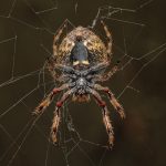 07_Orb Web Spider