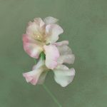 07_Sweetpea