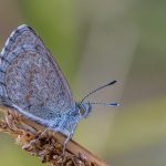 _08 Common Blue Butterfly