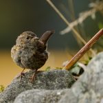 20250817-_L6A4464 Dunnock