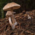 08_Gracefull Parasol fungus