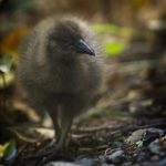 08_Weka chick