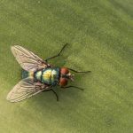 _09 Green Bottle Fly