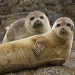 09 Harbour Seal Pup