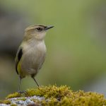 09 New Zealand rockwren (Xenicus gilviventris)