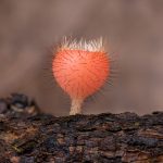 09_Bristly Tropical Cup fungus